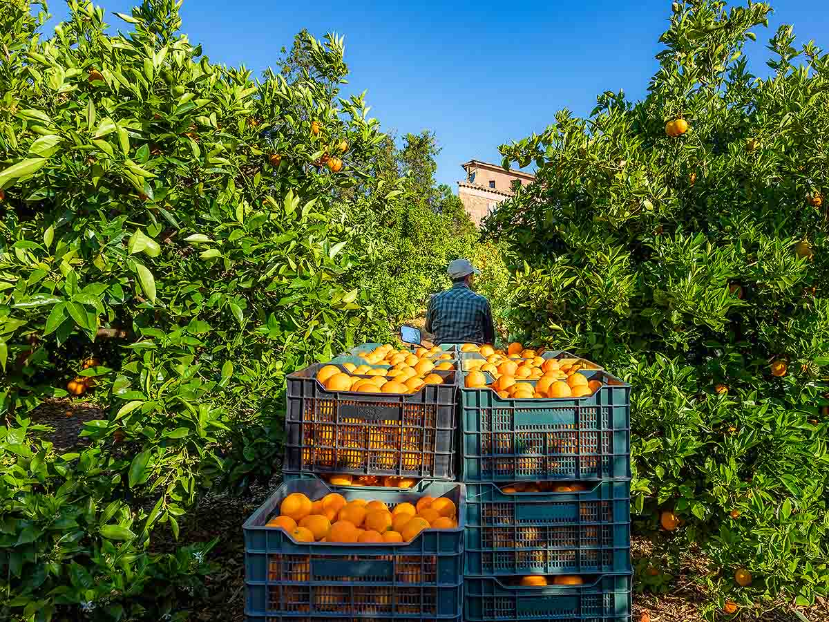 Finca Casa Curial Mallorca Urlaub